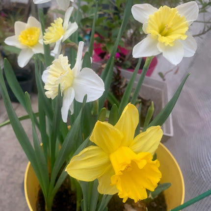 Spring Flower Garden Yellow Daffodil 6 Inch Pot