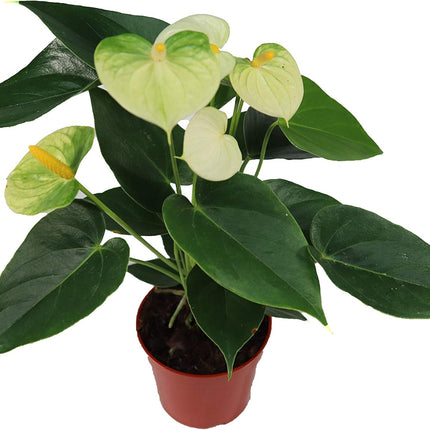 White Anthurium Live Plant Decor in 6 Inch Pot Easy Plant Gift, Decorative Indoor Plant