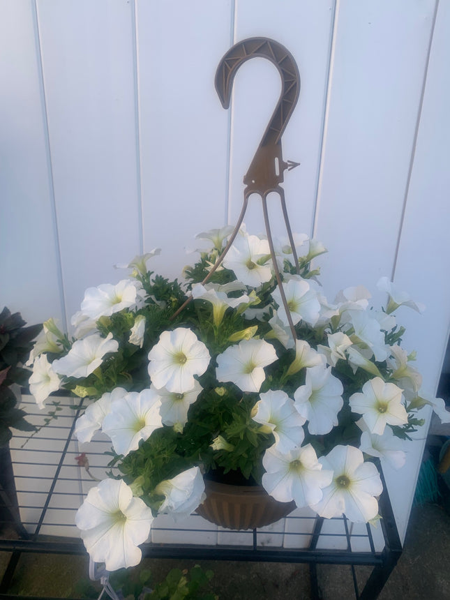 Rooted white Petunia for balcony home decoration basket