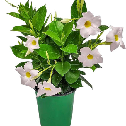 Annual Live Pink Mandevilla Outdoor Plants Flowering Vines in Pots for Patio & Balcony Decor
