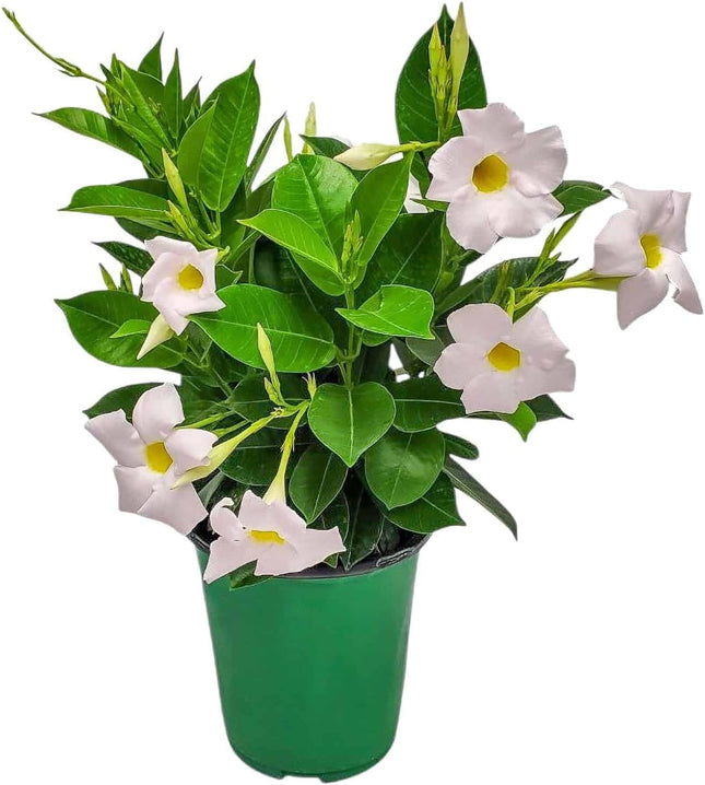 Annual Live White Mandevilla Outdoor Plants Flowering Vines in Pots for Patio & Balcony Decor