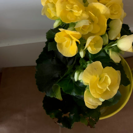 Rooted Begonia Indoor and Outdoor plant Gift Plant Mother Day and Holidays Celebration