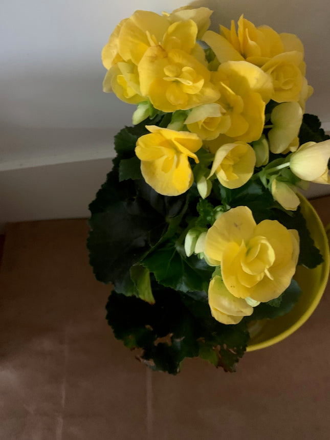 Rooted Begonia Indoor and Outdoor plant Gift Plant Mother Day and Holidays Celebration