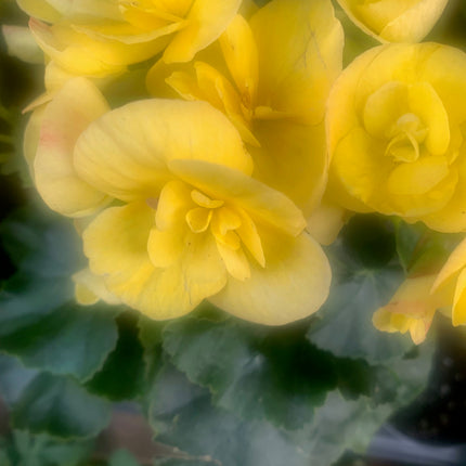 Rooted Begonia Indoor and Outdoor plant Gift Plant Mother Day and Holidays Celebration