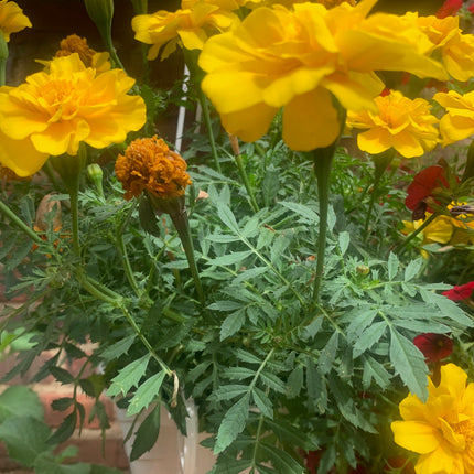 Rooted Yellow Marigold planted in pot or basket outdoor any space