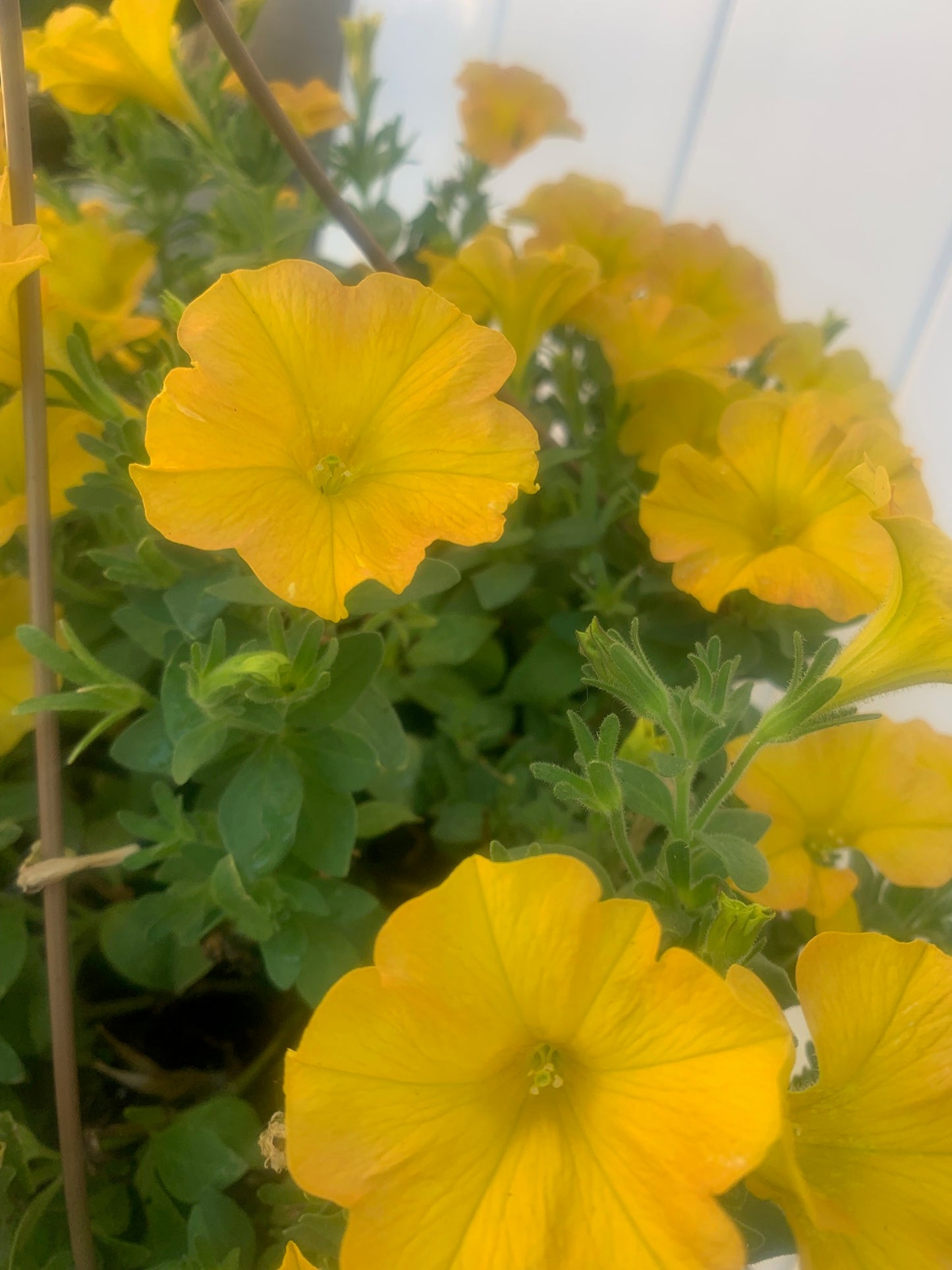 Rooted Yellow Petunia for balcony home decoration basket
